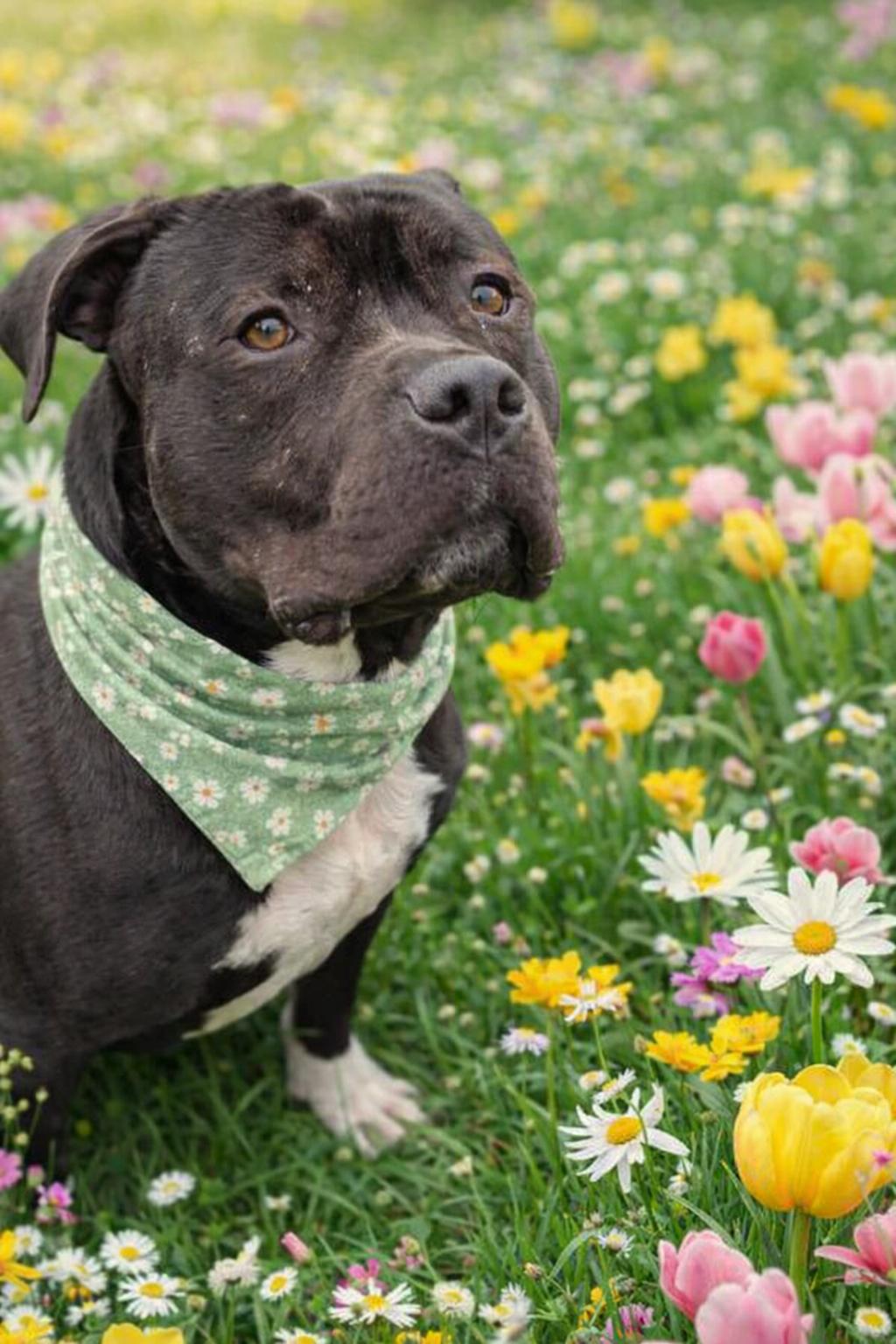 Beau Beau, Adoptable, Adult Male Staffordshire Bull Terrier.