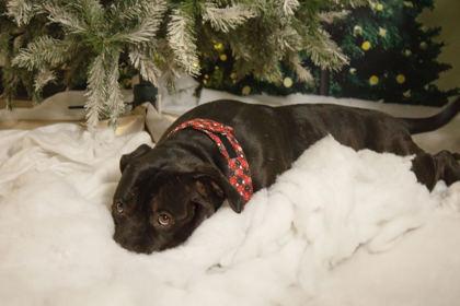 Beau Beau, a Adoptable mixed breed in Belleville, MI image 1/6