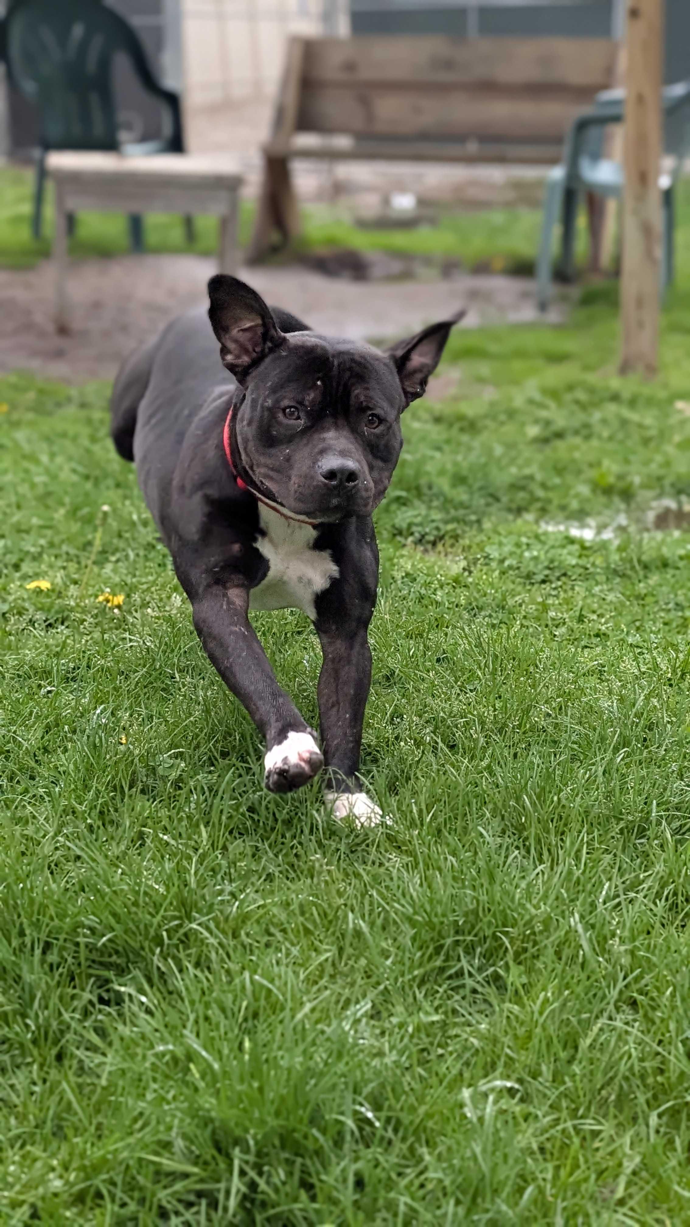 Beau Beau, a Adoptable mixed breed in Belleville, MI image 2/6