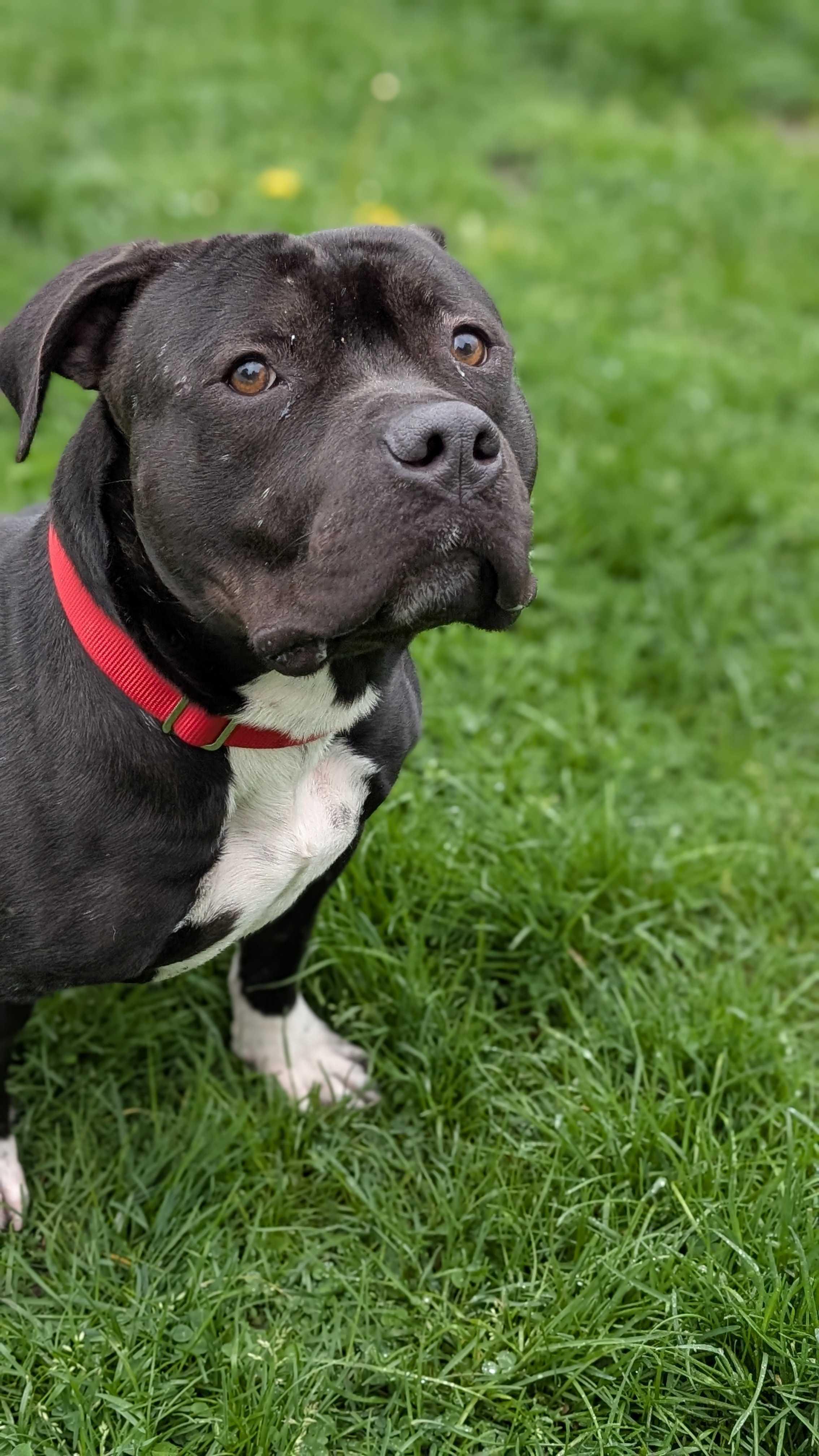 Beau Beau, a Adoptable mixed breed in Belleville, MI image 4/6