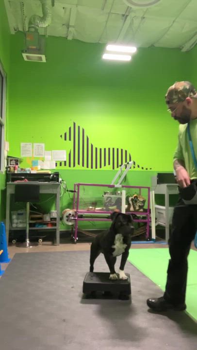 Enlarge Beau Beau, a Adoptable mixed breed in Belleville, MI video 5/5