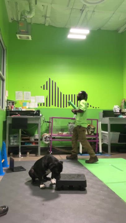 Enlarge Beau Beau, a Adoptable mixed breed in Belleville, MI video 2/5