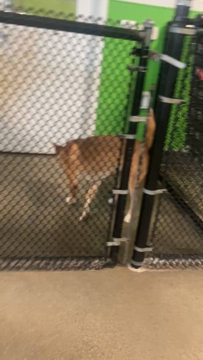 Enlarge Beau Beau, a Adoptable mixed breed in Belleville, MI video 4/5