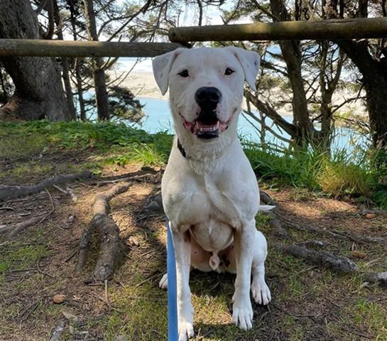 Enlarge DEAN, a Adoptable mixed breed in McKinleyville, CA image 1/1
