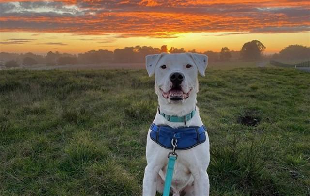 DEAN, Adoptable, Adult Male Dogo Argentino & Mixed Breed.