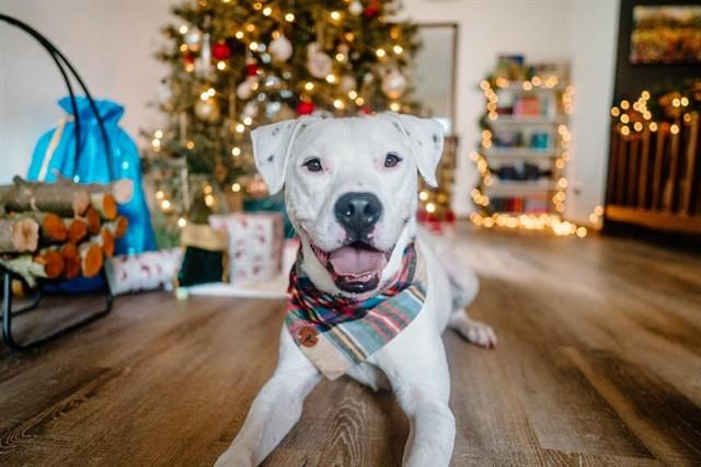 DEAN, Adoptable, Young Male Dogo Argentino & Mixed Breed.