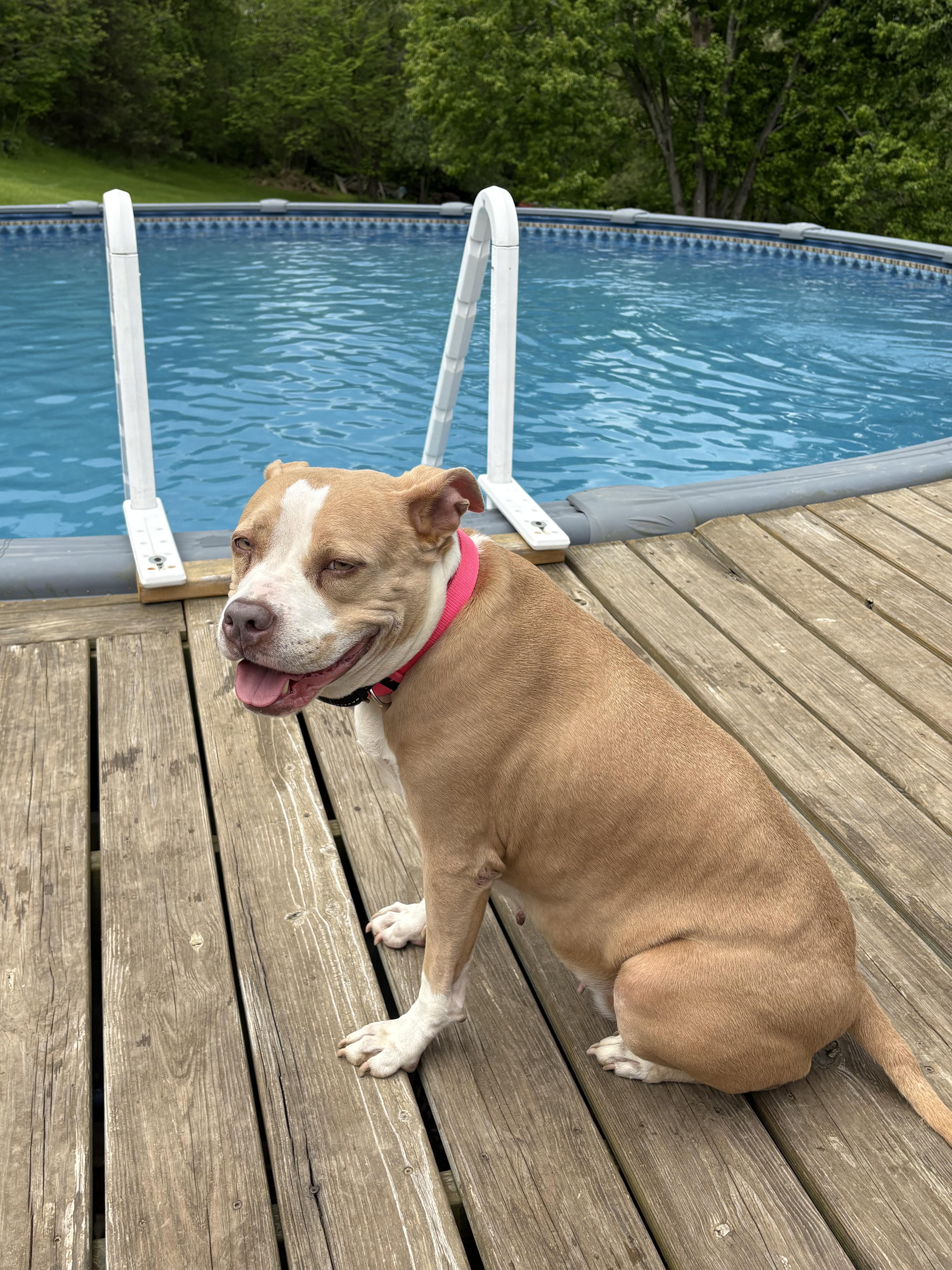 CANDY tinycauseadopt@gmail.com, a Adoptable mixed breed in Vandergrift, PA image 1/4