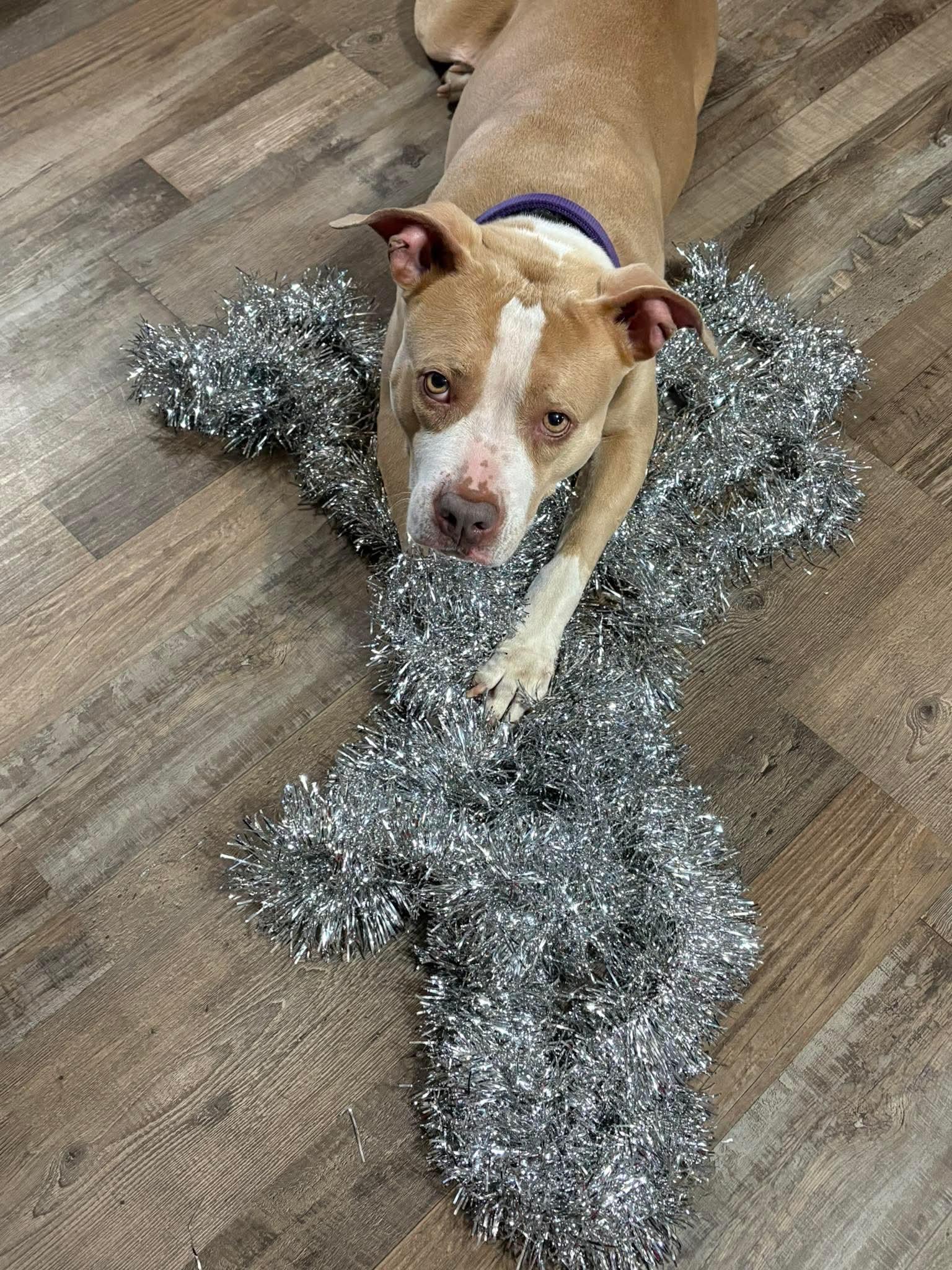 CANDY tinycauseadopt@gmail.com, a Adoptable mixed breed in Vandergrift, PA image 1/3