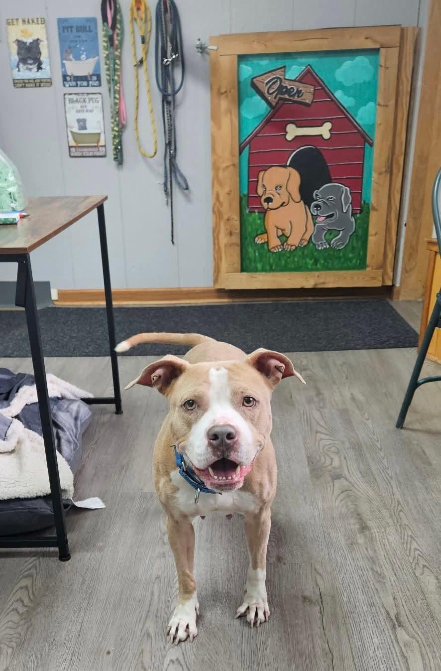 CANDY tinycauseadopt@gmail.com, a Adoptable mixed breed in Vandergrift, PA image 2/3