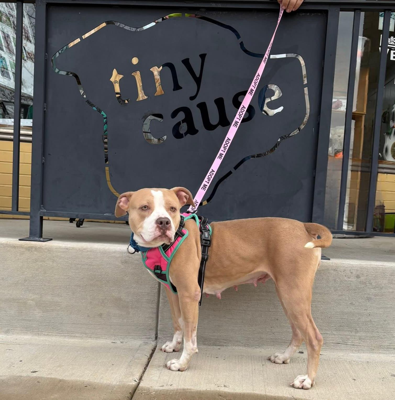 CANDY tinycauseadopt@gmail.com, a Adoptable mixed breed in Vandergrift, PA image 3/3