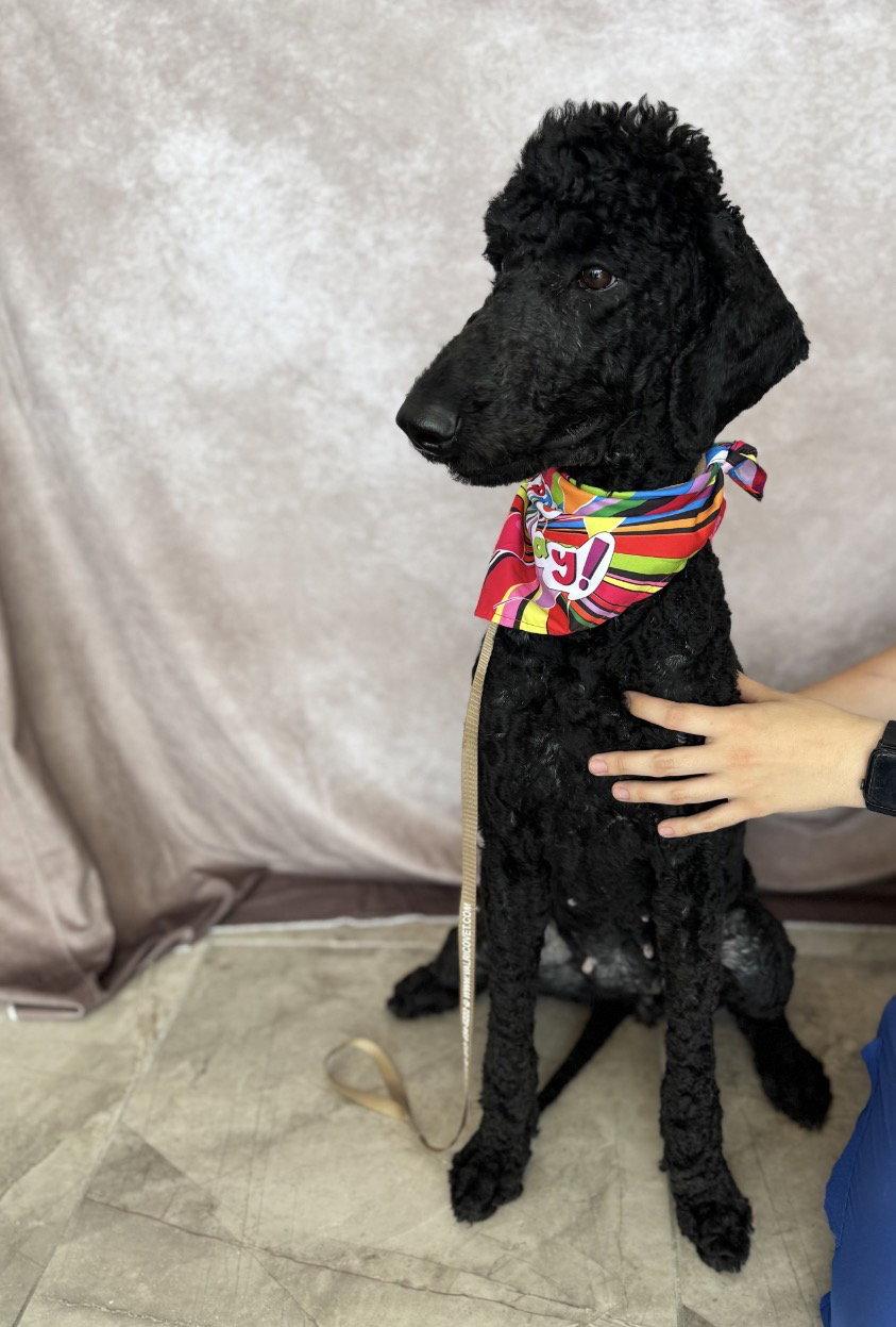 Dolly Parton, Adoptable, Young Female Standard Poodle.