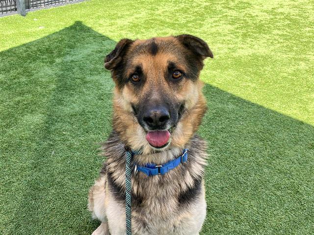 HENRY, Adoptable, Adult Male German Shepherd Dog.
