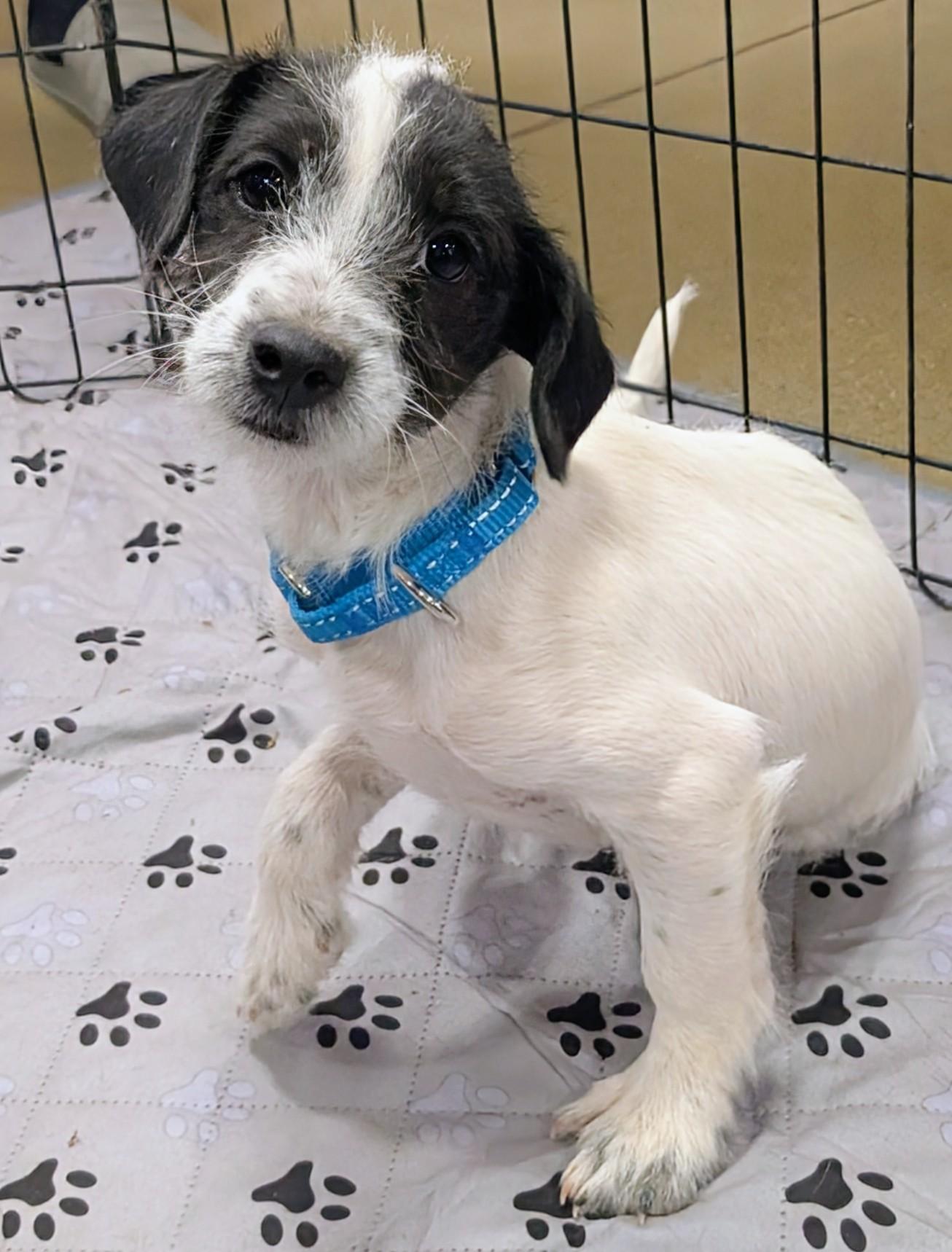 Kylie , ADOPTABLE, Puppy Female Chihuahua.