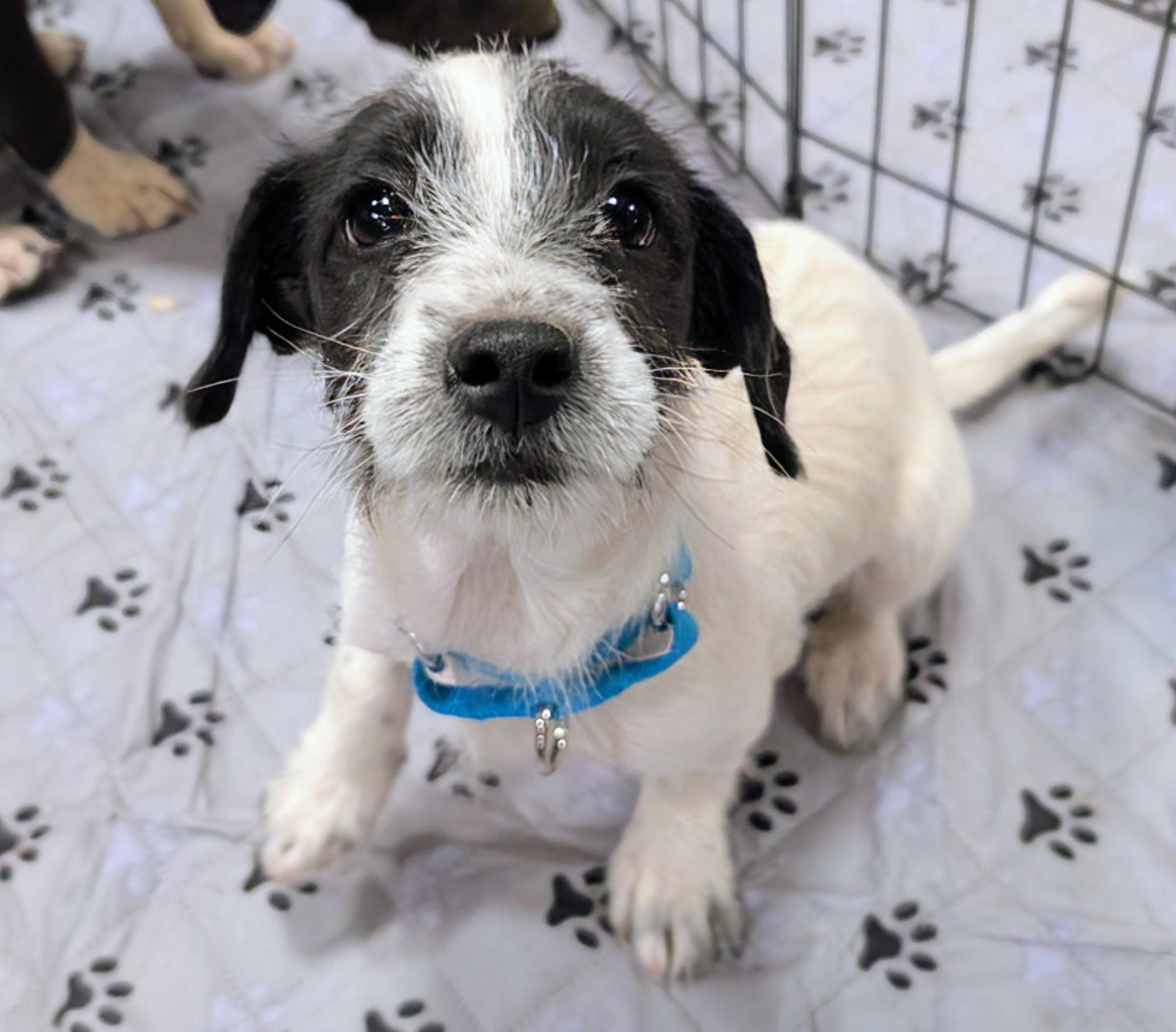 Enlarge Kylie , a ADOPTABLE mixed breed in Saint David, AZ image 3/6