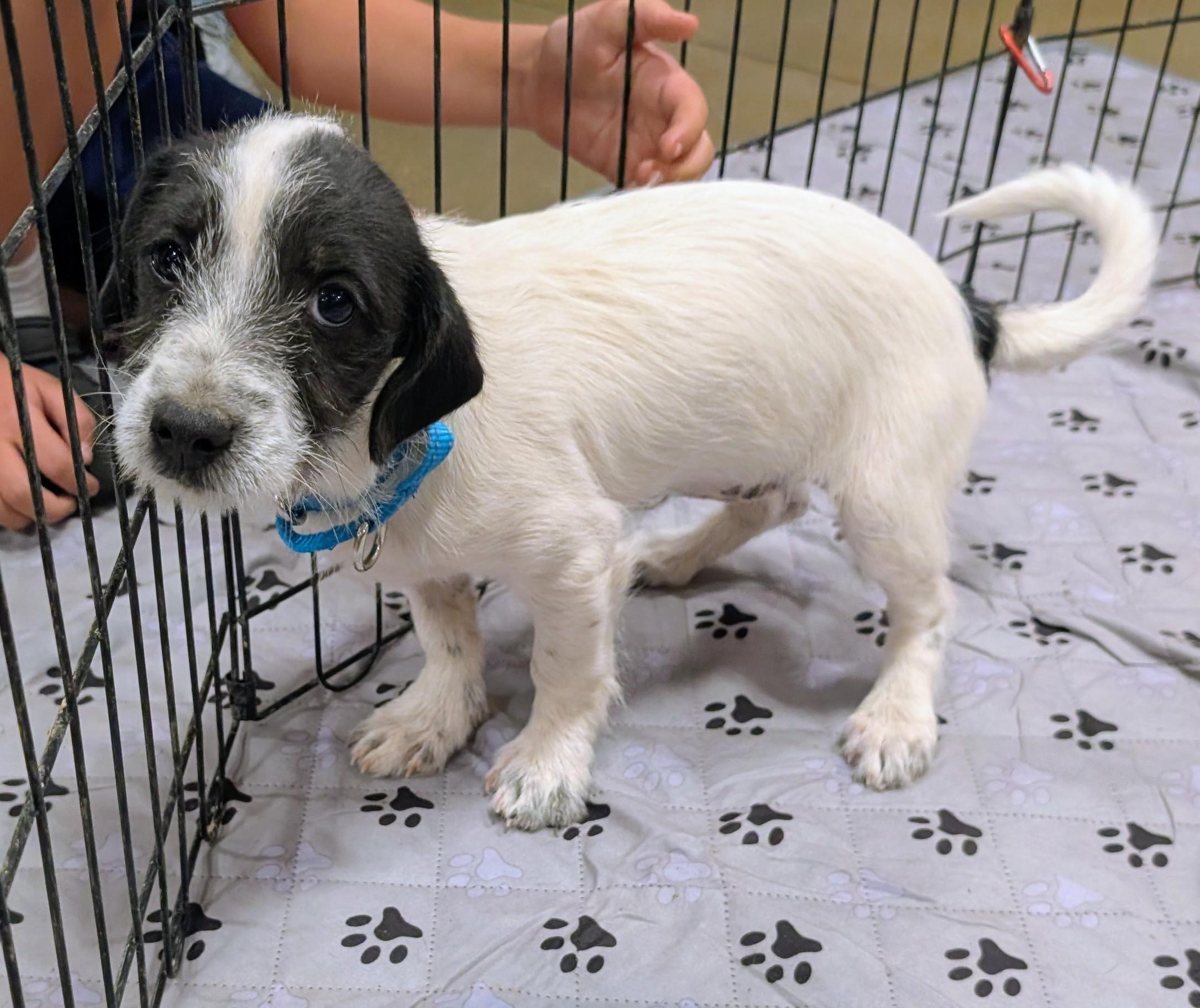 Enlarge Kylie , a ADOPTABLE mixed breed in Saint David, AZ image 4/6