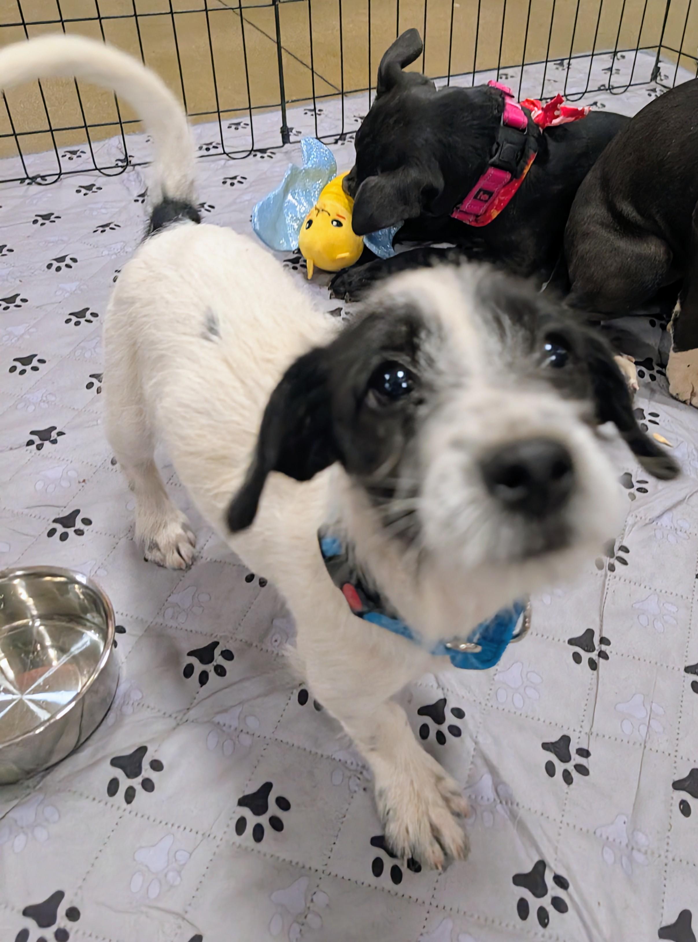 Enlarge Kylie , a ADOPTABLE mixed breed in Saint David, AZ image 2/6