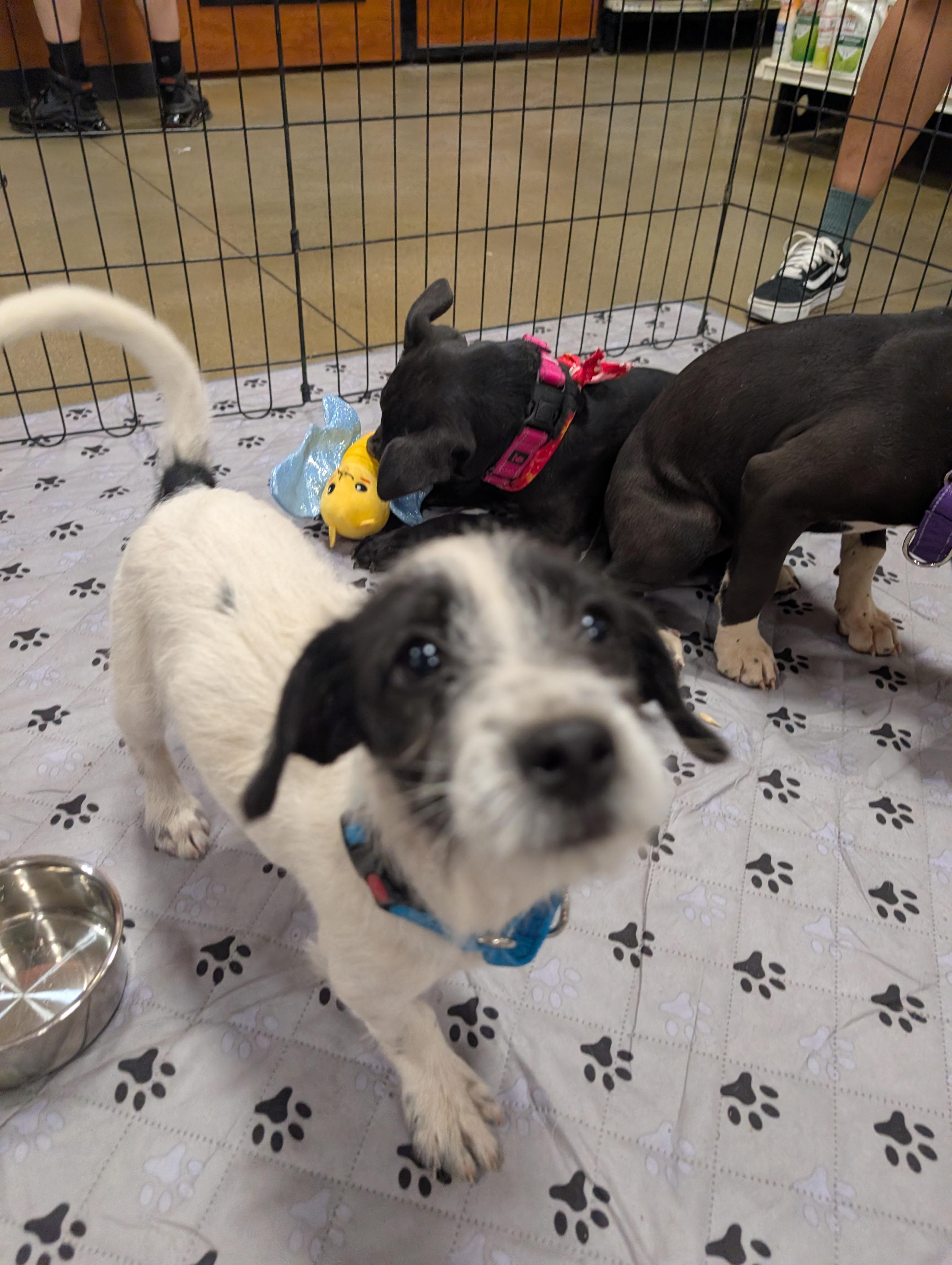 Enlarge Kylie , a ADOPTABLE mixed breed in Saint David, AZ image 5/6