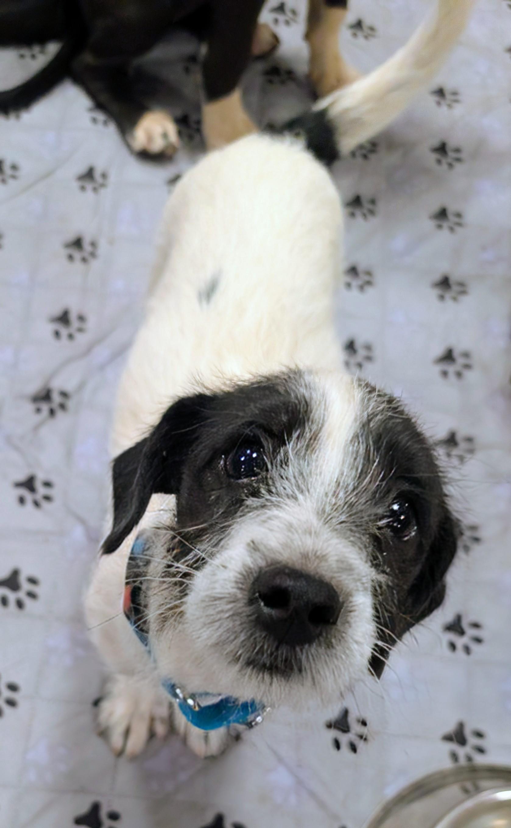 Enlarge Kylie , a ADOPTABLE mixed breed in Saint David, AZ image 6/6