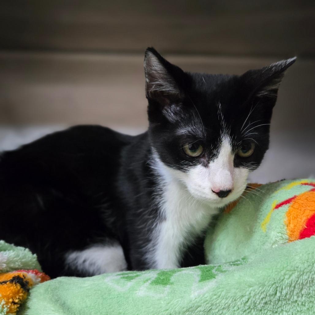 Kingston, Adoptable, Kitten Male Domestic Short Hair.
