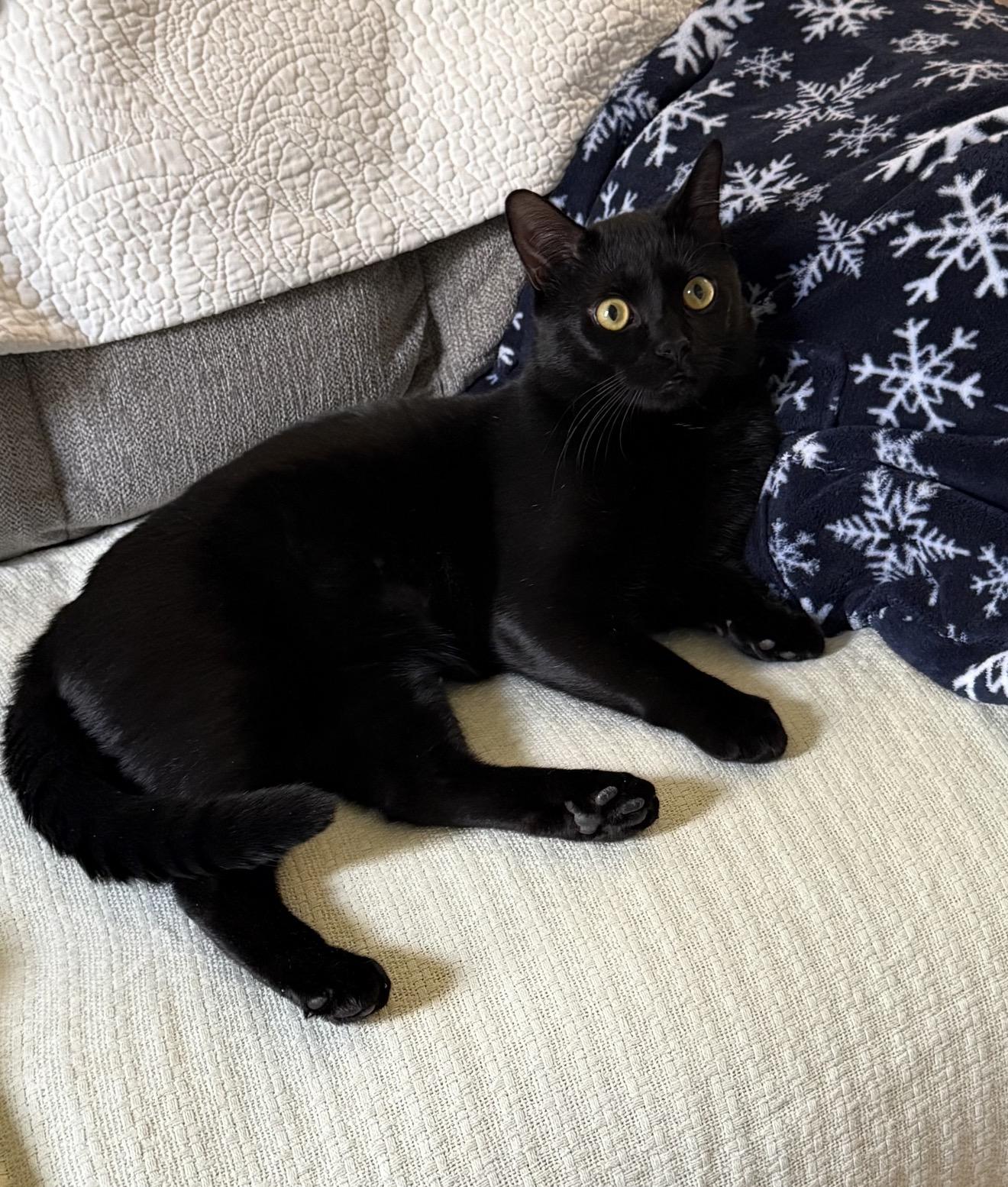 Pickles the Cat, Adoptable, Young Male American Shorthair.