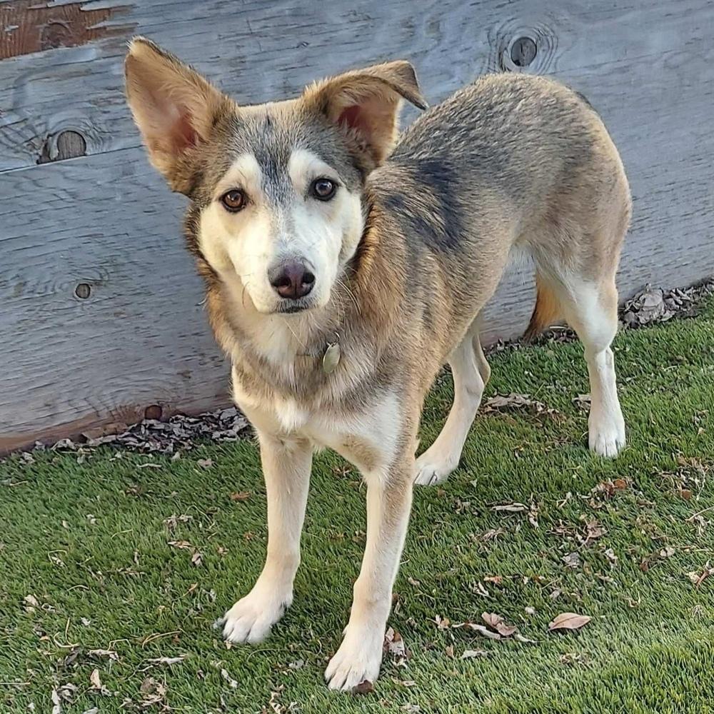 Zirah, Adoptable, Young Female Husky.