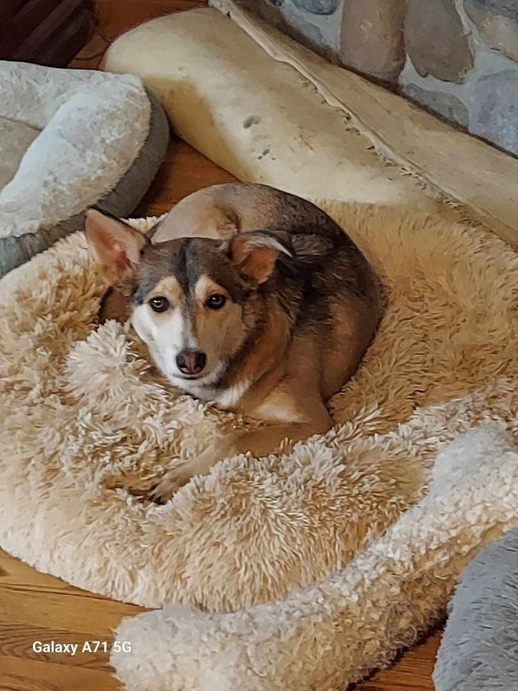 Zirah, a Adoptable mixed breed in Rockland, WI image 4/6