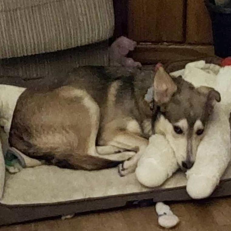 Zirah, a Adoptable mixed breed in Rockland, WI image 5/6