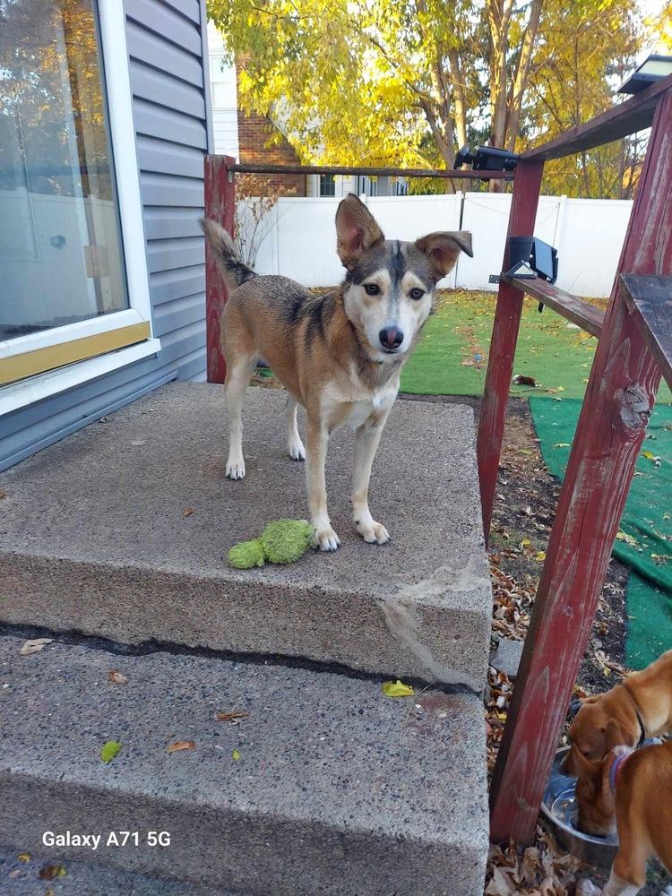 Zirah, a Adoptable mixed breed in Rockland, WI image 6/6