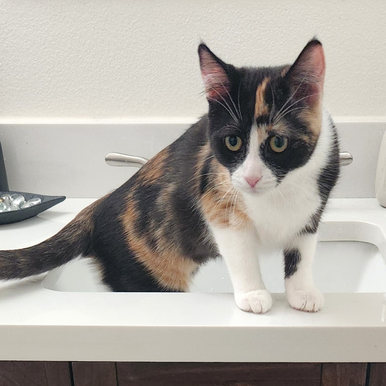 Cat for adoption Nova and Explosion of Fun!, a Calico in Fountain