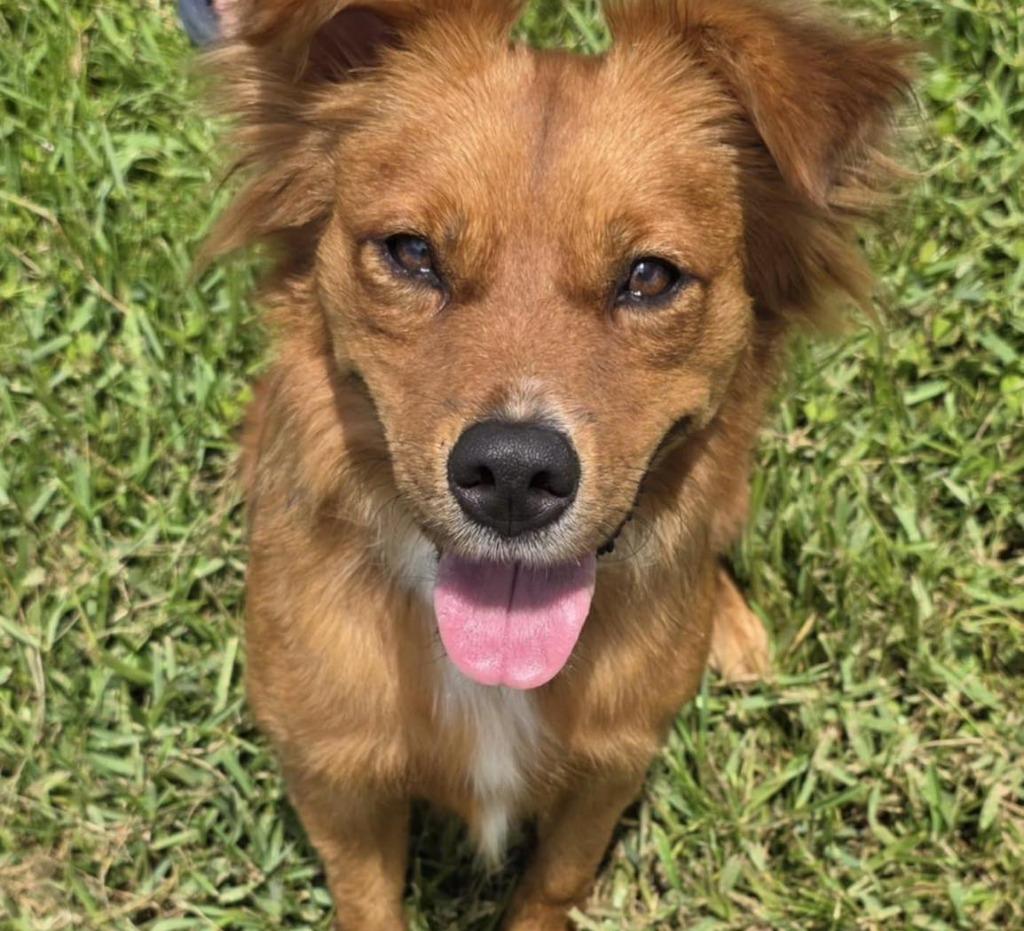 TOFFEE, Adoptable, Adult Female Mixed Breed.