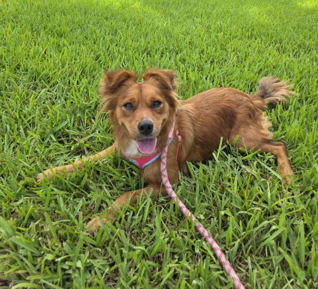 Enlarge TOFFEE, a Adoptable mixed breed in Palm City, FL image 2/2