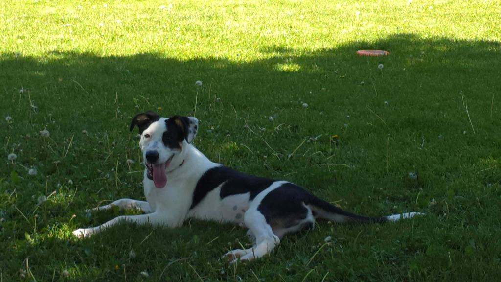Wilbur, a Adoptable Australian Shepherd in sun prairie, WI image 2/6
