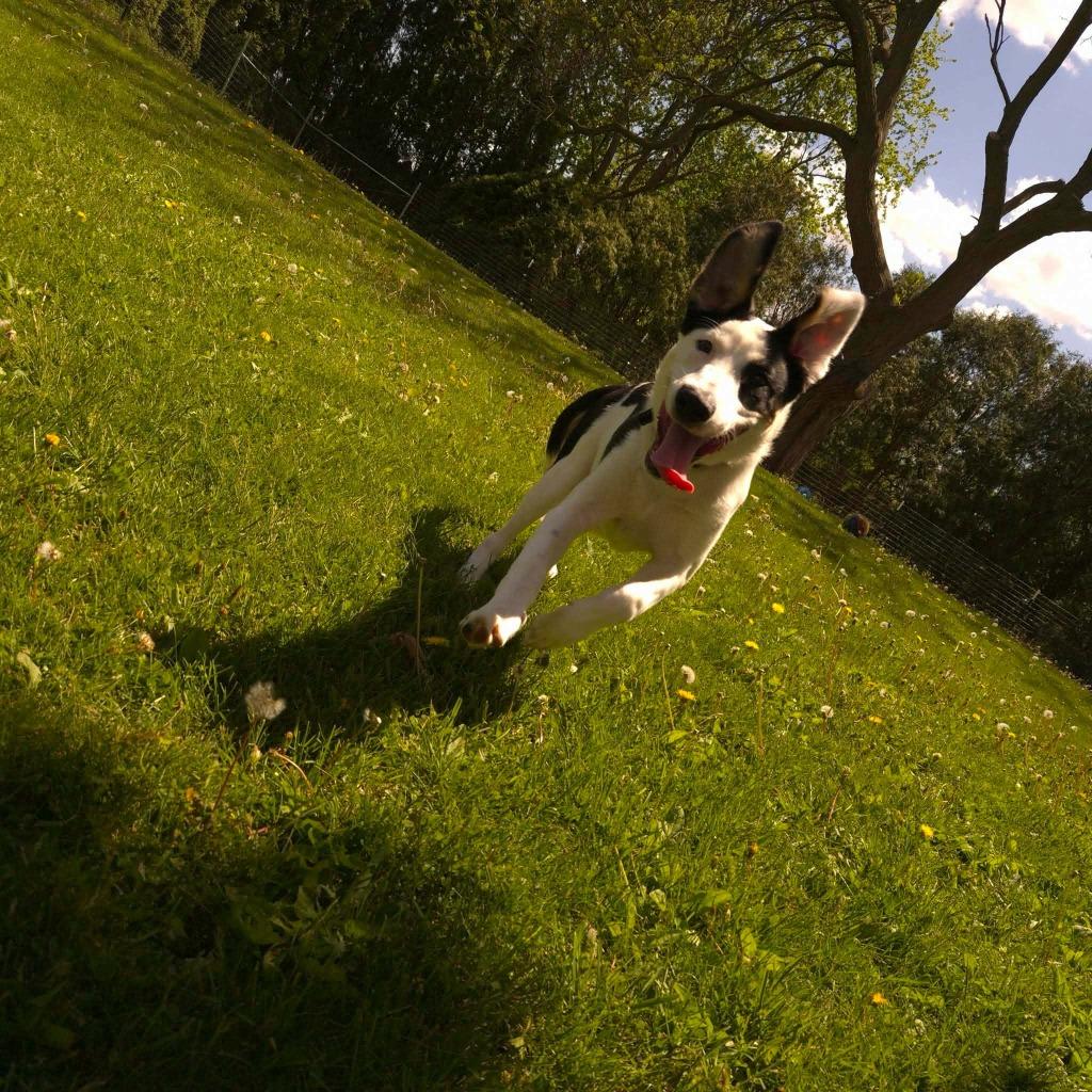 Wilbur, a Adoptable Australian Shepherd in sun prairie, WI image 3/6
