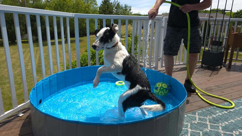 Wilbur, a Adoptable Australian Shepherd in sun prairie, WI image 4/6
