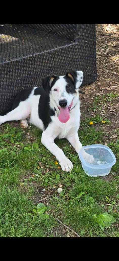 Wilbur, a Adoptable Australian Shepherd in sun prairie, WI image 6/6