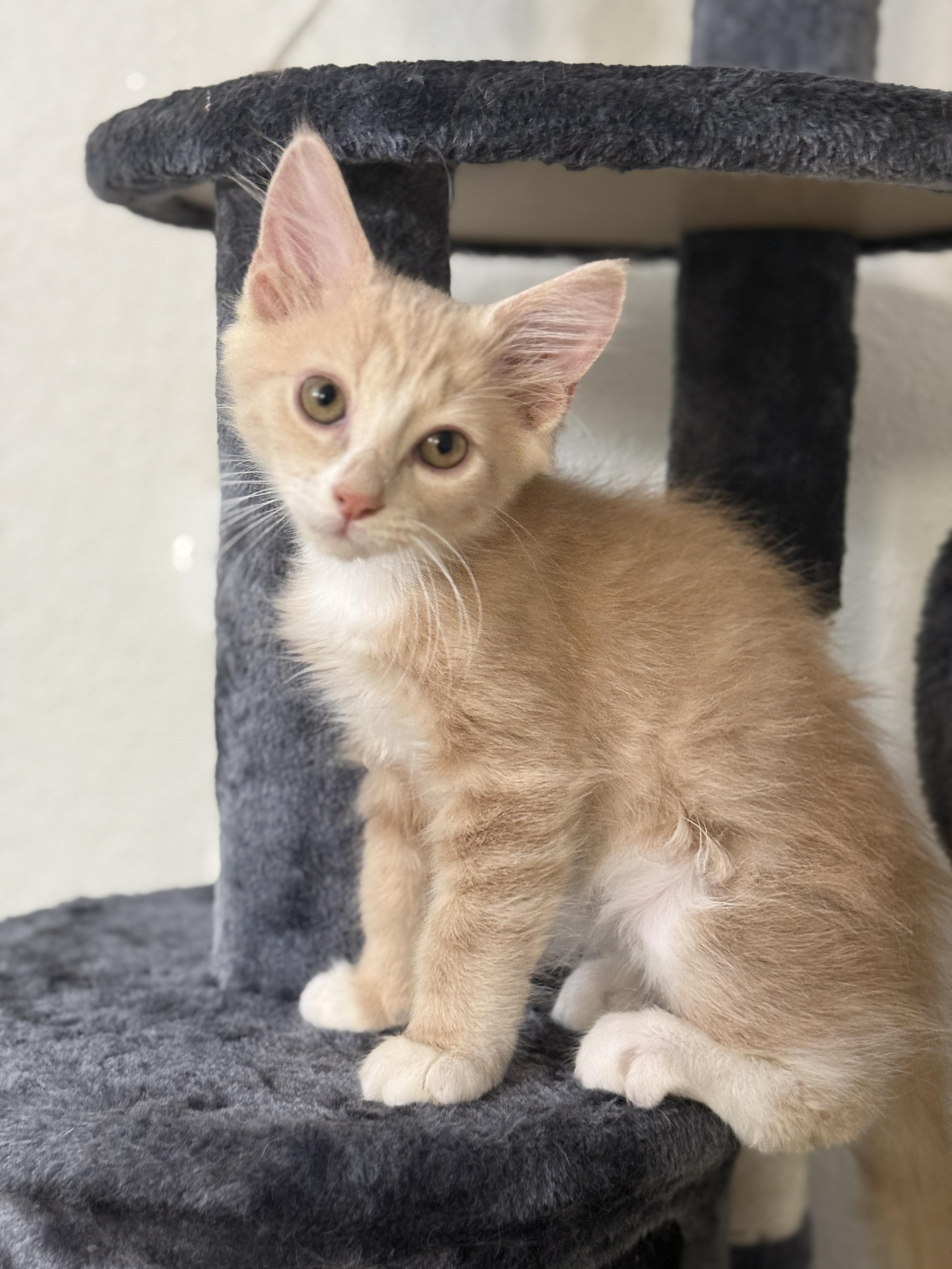 Piko, an adoptable Domestic Medium Hair, Ragdoll in New Smyrna Beach, FL, 32168 | Photo Image 4