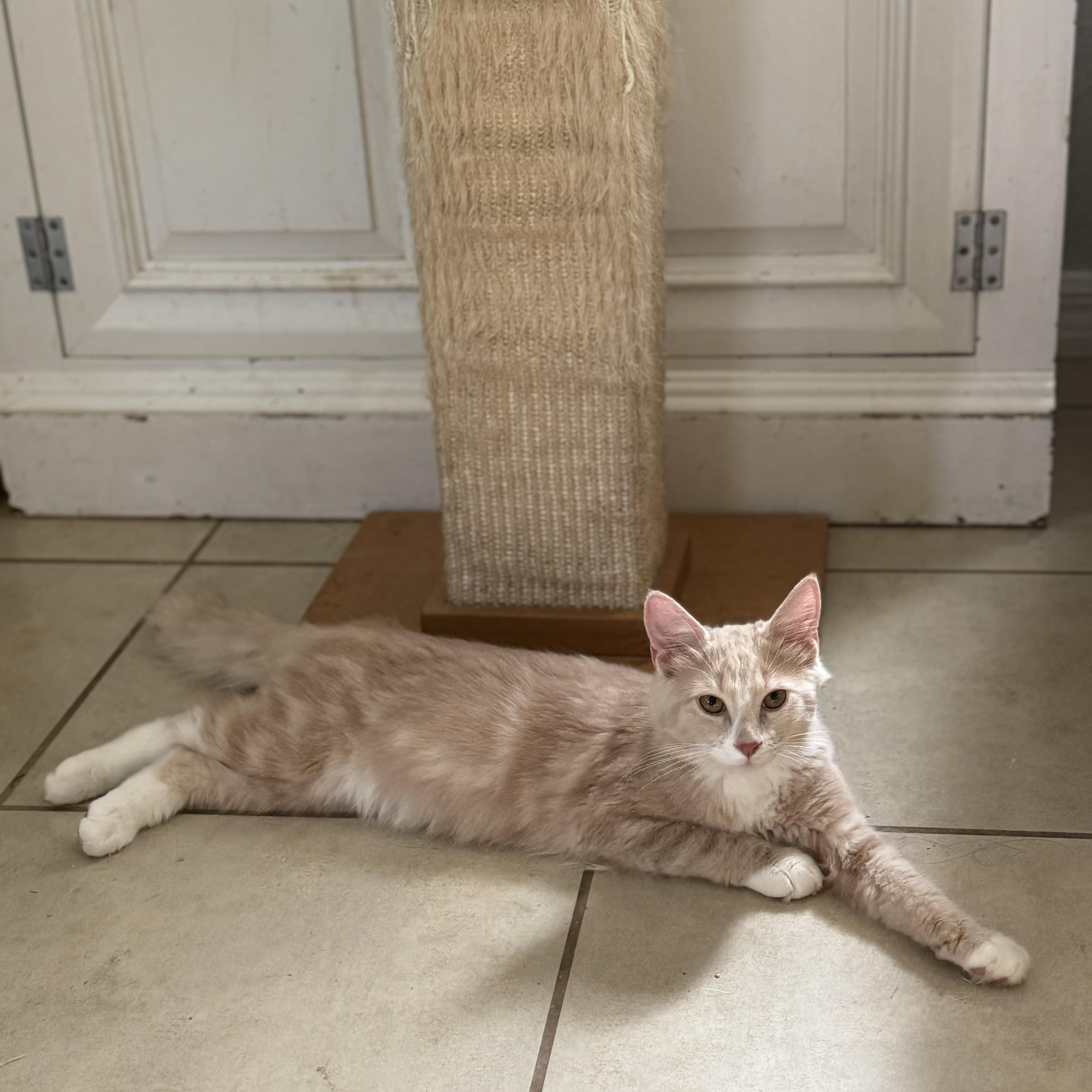 Piko, an adoptable Domestic Medium Hair, Ragdoll in New Smyrna Beach, FL, 32168 | Photo Image 3