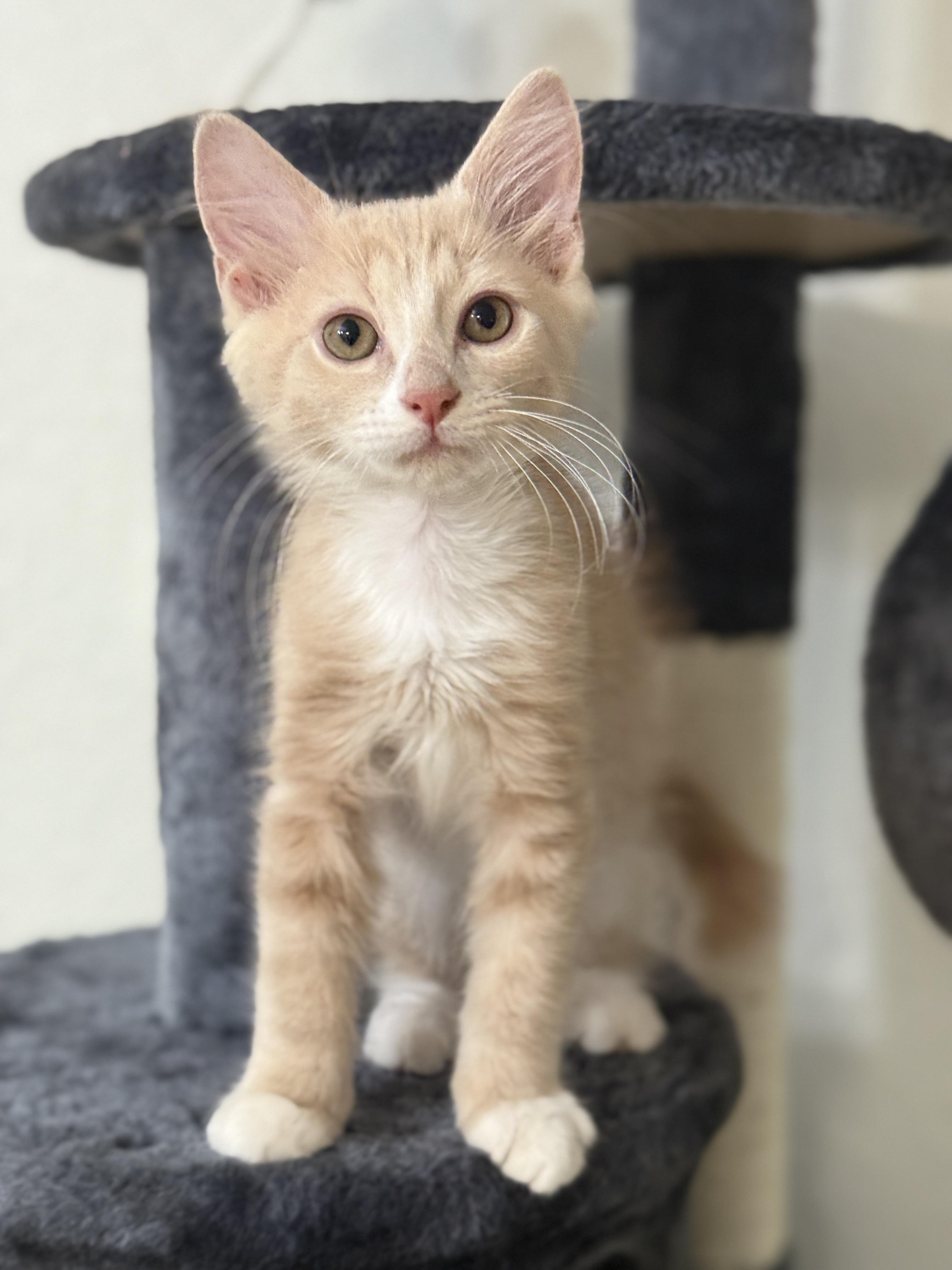 Piko, an adoptable Domestic Medium Hair, Ragdoll in New Smyrna Beach, FL, 32168 | Photo Image 1