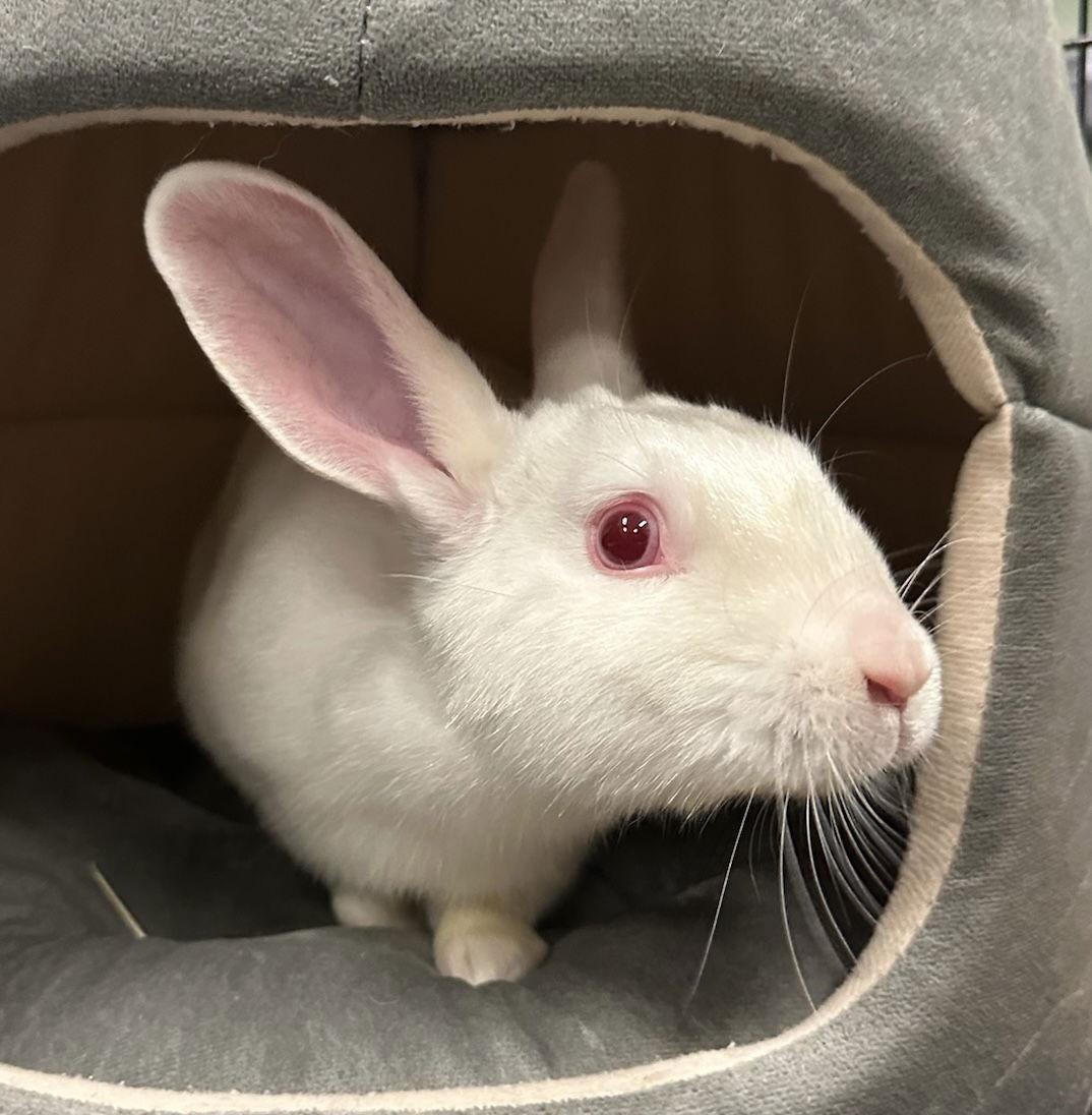 Mooncake, a Adoptable American in Oakland, CA image 1/3