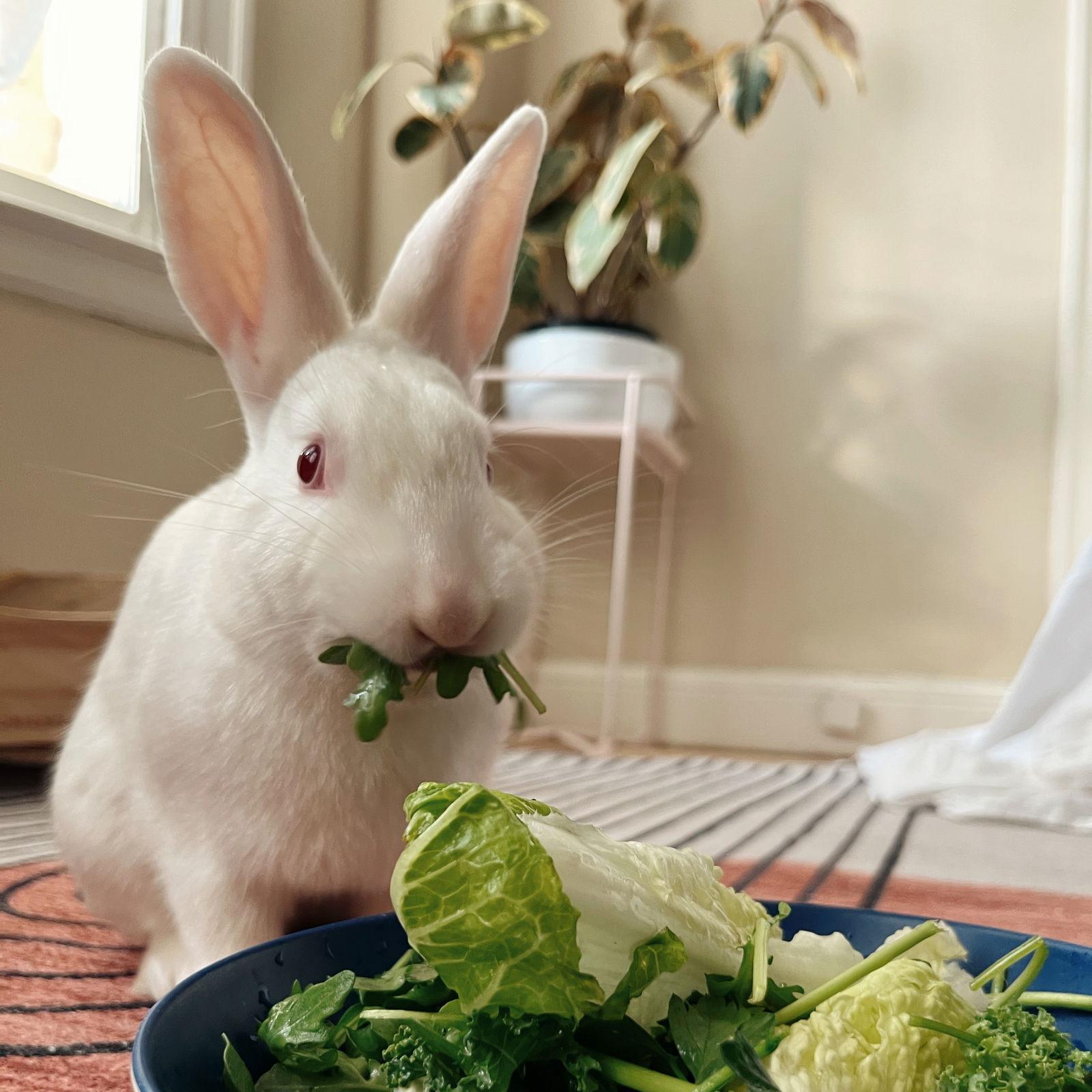 Mooncake, a Adoptable American in Oakland, CA image 2/3