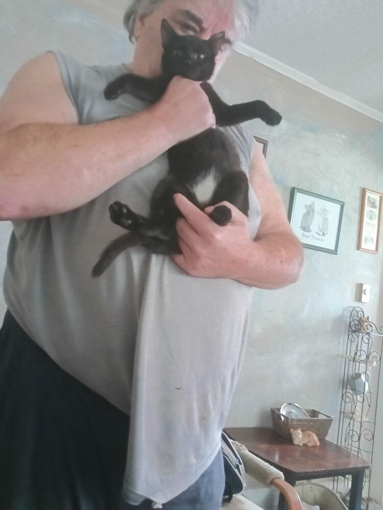 Enlarge Neely, a Adoptable Domestic Short Hair in Salisbury, NC image 1/2