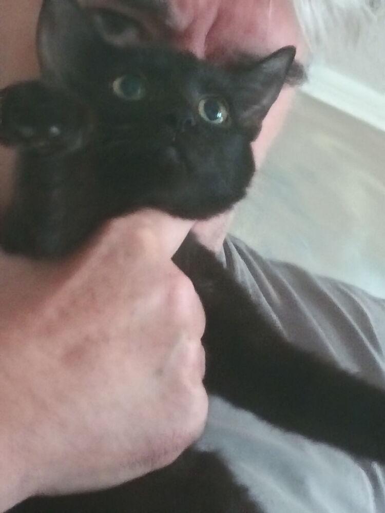 Enlarge Neely, a Adoptable Domestic Short Hair in Salisbury, NC image 2/2