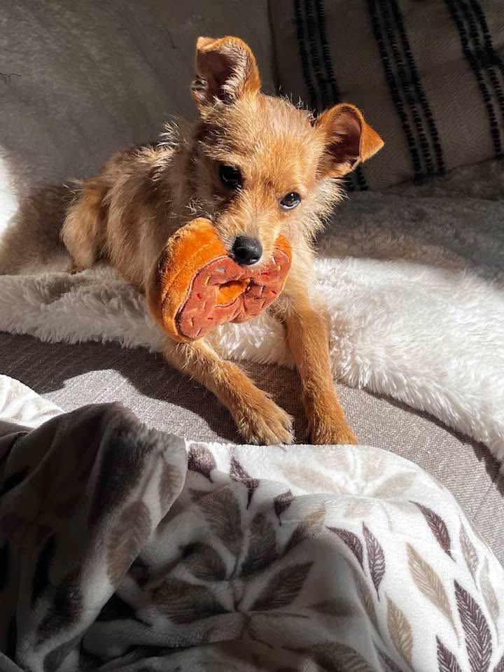 Dixie
