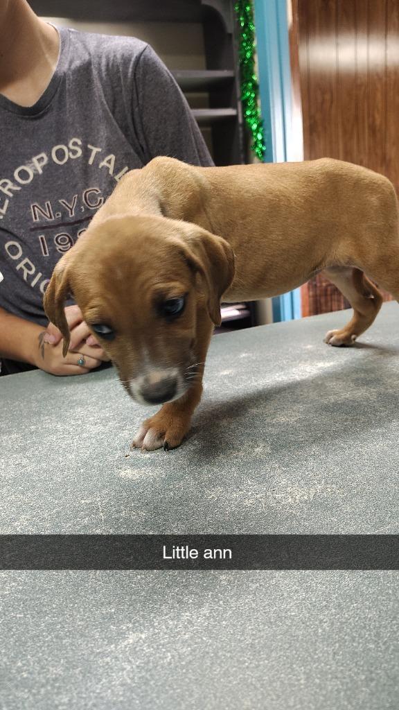 little Ann, Adoptable, Puppy Female Hound & Mixed Breed.