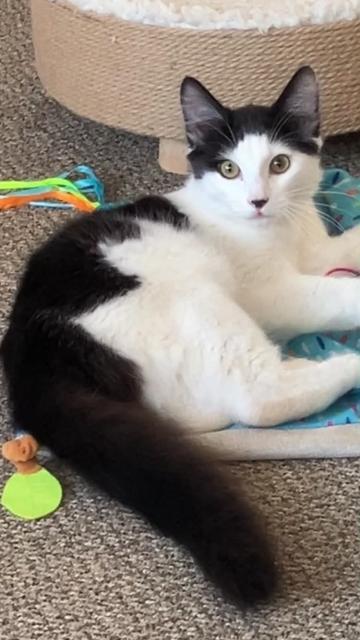 Mac , ADOPTABLE, Young Male Domestic Medium Hair.