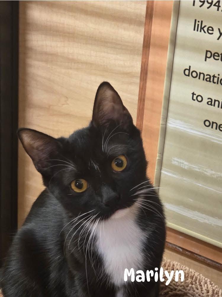 Marilyn, Adoptable, Kitten Female Domestic Short Hair.