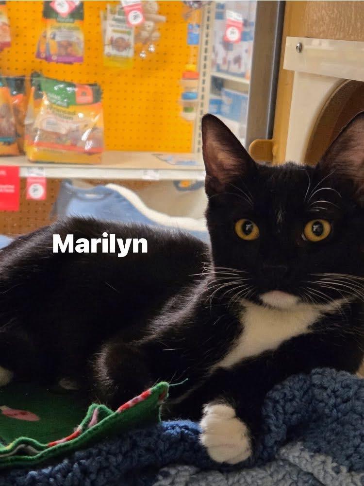 Enlarge Marilyn, a Adoptable Domestic Short Hair in Turnersville, NJ image 2/2