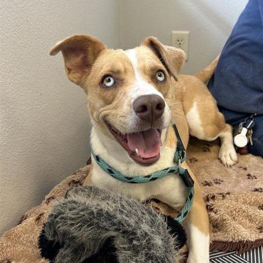 Milly, Adoptable, Young Female Labrador Retriever & Mixed Breed.