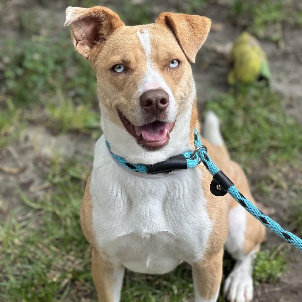 Milly, a Adoptable mixed breed in Long Beach, CA image 3/6