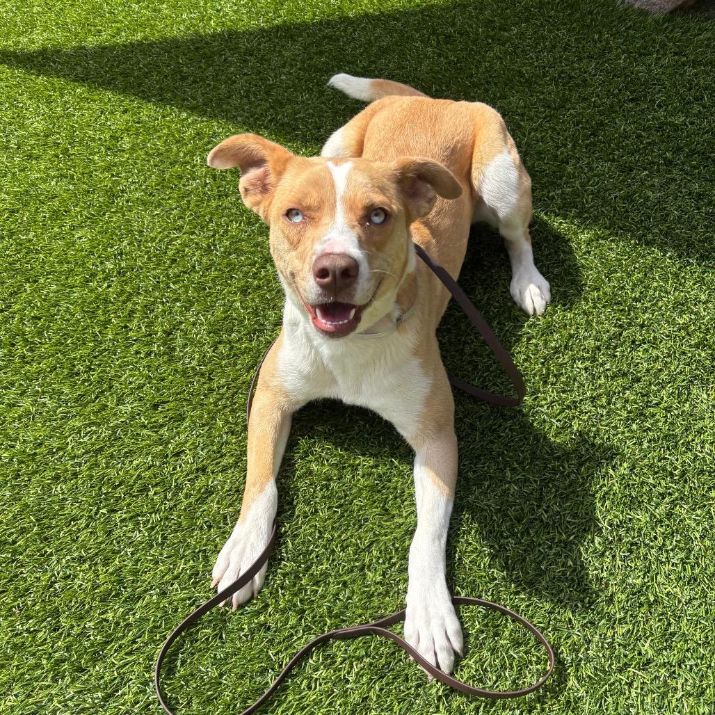 Milly, a Adoptable mixed breed in Long Beach, CA image 6/6